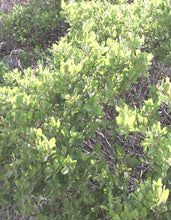 Load image into Gallery viewer, Ceanothus*