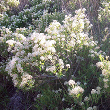 Load image into Gallery viewer, Ceanothus*