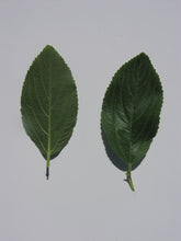 Load image into Gallery viewer, Ceanothus*