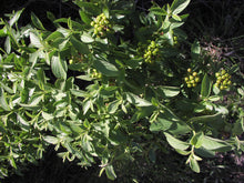 Load image into Gallery viewer, Ceanothus*