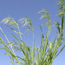 Load image into Gallery viewer, Cheatgrass*