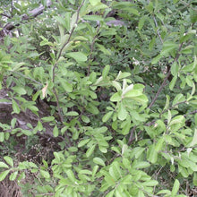 Load image into Gallery viewer, Chittamwood (Bumelia)*