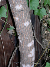 Load image into Gallery viewer, Chittamwood (Bumelia)*