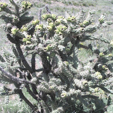 Load image into Gallery viewer, Cholla*