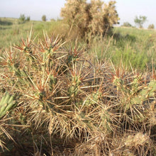 Load image into Gallery viewer, Cholla (Jeff Davis)*