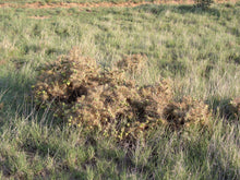 Load image into Gallery viewer, Cholla (Jeff Davis)*