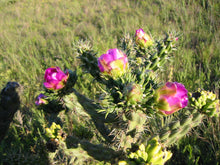 Load image into Gallery viewer, Cholla*