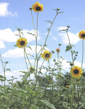 Load image into Gallery viewer, Common Sunflower