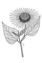Load image into Gallery viewer, Common Sunflower