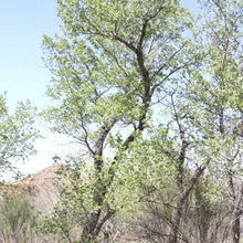 Load image into Gallery viewer, Cottonwood*