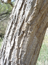 Load image into Gallery viewer, Cottonwood*