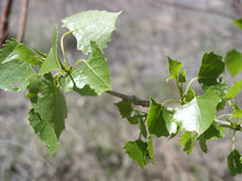 Load image into Gallery viewer, Cottonwood*