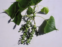 Load image into Gallery viewer, Cottonwood*