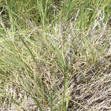 Load image into Gallery viewer, Creeping Muhly*