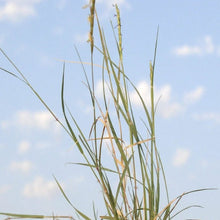 Load image into Gallery viewer, Curly Mesquite