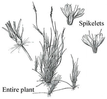 Load image into Gallery viewer, Curly Mesquite