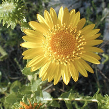 Load image into Gallery viewer, Curlycup Gumweed*