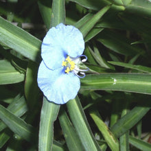 Load image into Gallery viewer, Dayflower*