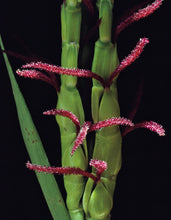 Load image into Gallery viewer, Eastern-Gamagrass-Tripsacum-dactyloides