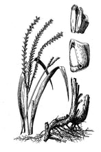 Load image into Gallery viewer, Eastern-Gamagrass-USDA2