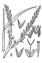 Load image into Gallery viewer, Eastern Gamagrass