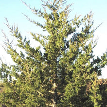 Load image into Gallery viewer, Eastern Red-Cedar*