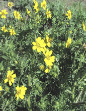 Load image into Gallery viewer, Englemann Daisy