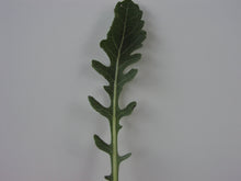 Load image into Gallery viewer, Englemann Daisy