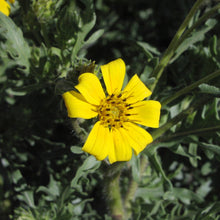 Load image into Gallery viewer, Englemann Daisy