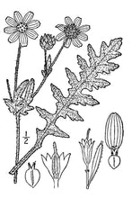 Load image into Gallery viewer, Englemann Daisy