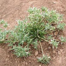 Load image into Gallery viewer, False Buffalograss*