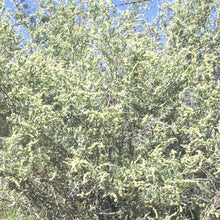 Load image into Gallery viewer, Fourwing Saltbush