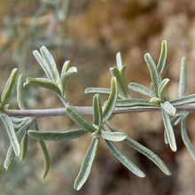 Load image into Gallery viewer, Fourwing Saltbush