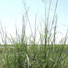 Load image into Gallery viewer, Giant Dropseed*