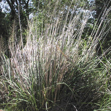 Load image into Gallery viewer, Giant Sacaton*