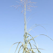 Load image into Gallery viewer, Giant Sandreed*