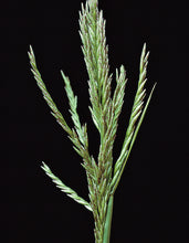 Load image into Gallery viewer, Green Sprangletop Leptochloa Dubia