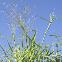 Load image into Gallery viewer, Gummy Lovegrass*