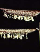 Load image into Gallery viewer, Hairy Grama*