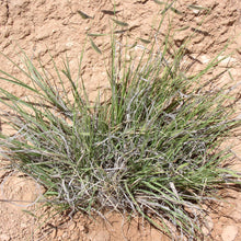 Load image into Gallery viewer, Hairy Grama*