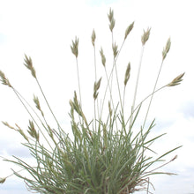 Load image into Gallery viewer, Hairy Tridens*