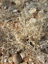 Load image into Gallery viewer, Halls Panicum*