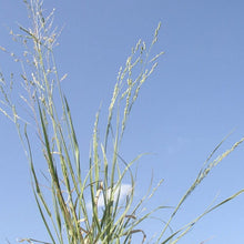 Load image into Gallery viewer, Halls Panicum*