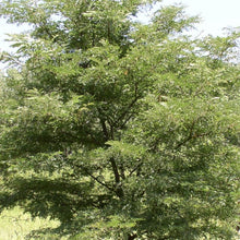 Load image into Gallery viewer, Honey-locust (common)*