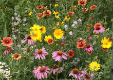 Load image into Gallery viewer, Honey Bee