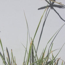 Load image into Gallery viewer, Hooded Windmillgrass*