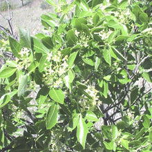 Load image into Gallery viewer, Hoptree*