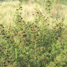 Load image into Gallery viewer, Illinois Bundleflower