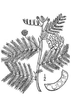 Load image into Gallery viewer, Illinois Bundleflower