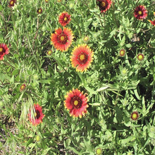 Load image into Gallery viewer, Indian Blanket